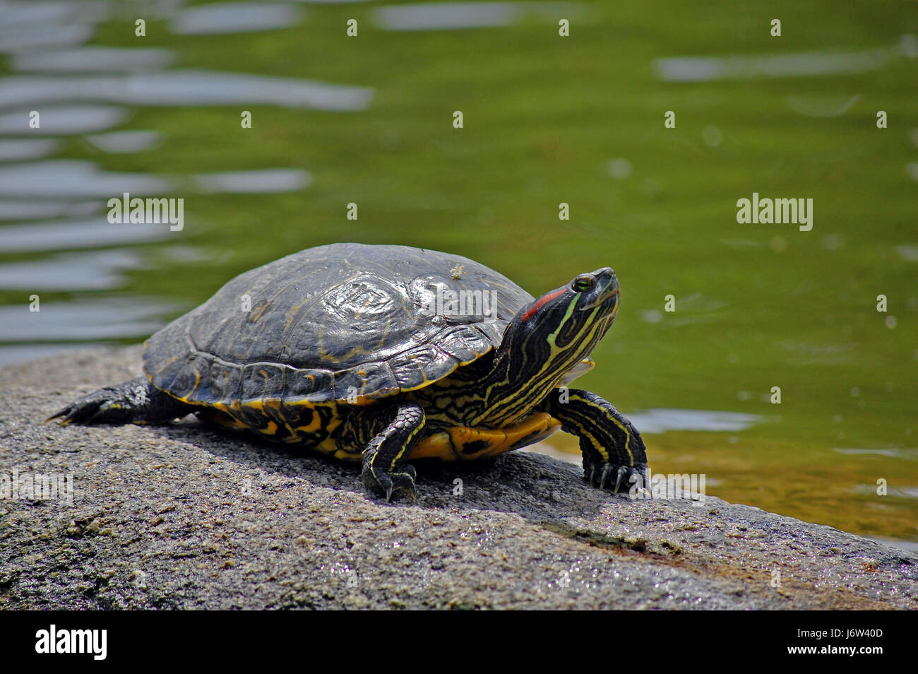 Wasser Tier Rüstung Reptilien Schildkröte Frischwasser See Binnengewässer Wasser Natur Stockfoto
