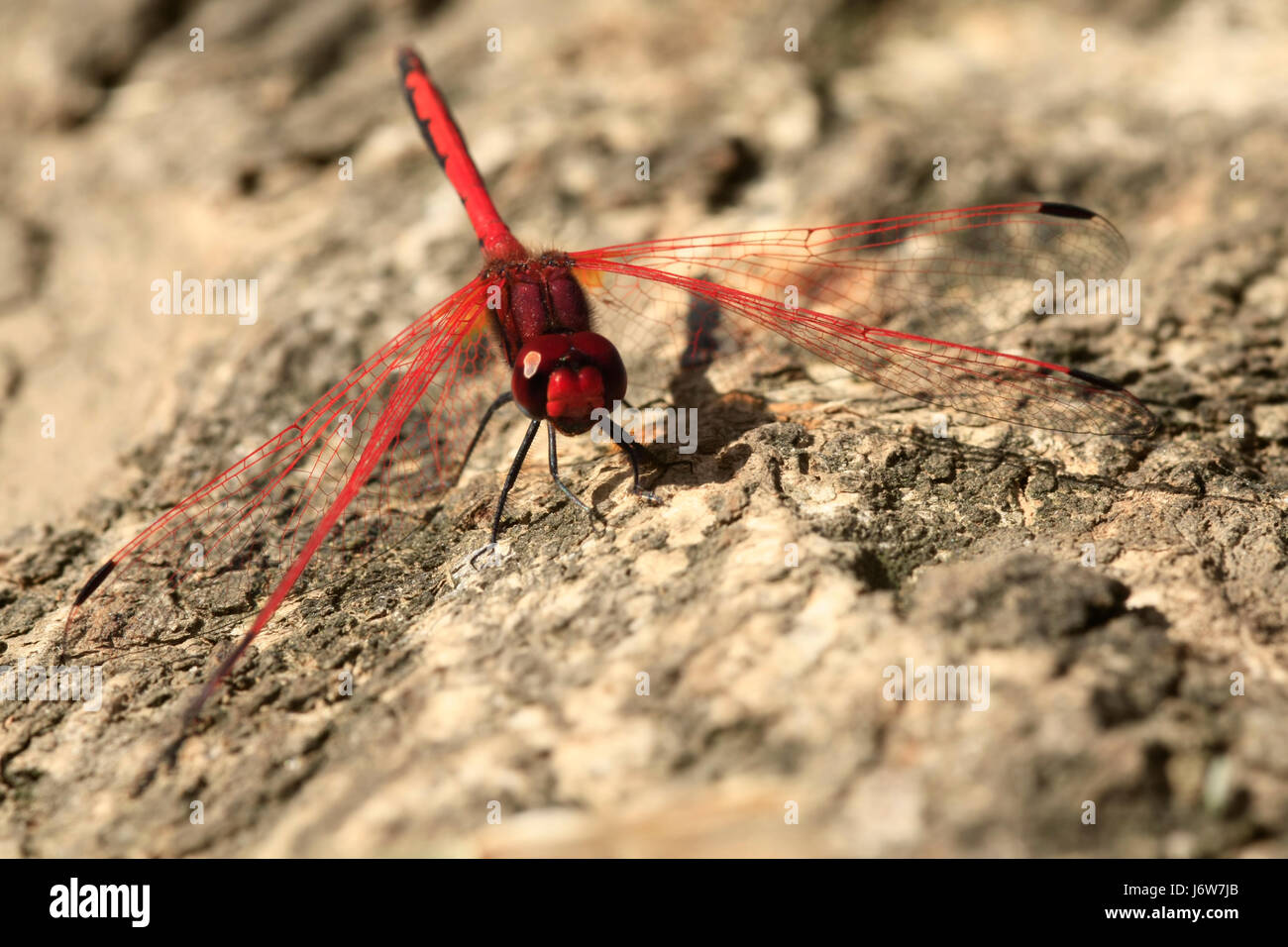 Insekten Orgel Flügel Libelle roten Drachen Pause Rest Pause fliegen schließen blau Stockfoto