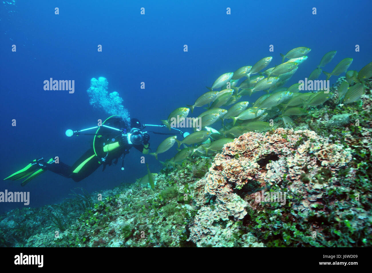 Fotograf schnappen Fische Taucher Fisch Wasser Mittelmeer Salzwasser Meer Ozean Stockfoto