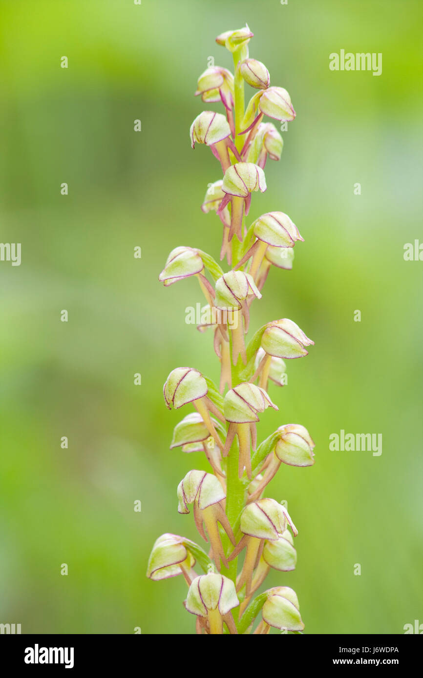 Blüten bluten menschlicher Mensch Pflanze Mann Fratzenorchis Orchideen orchidaceae Stockfoto