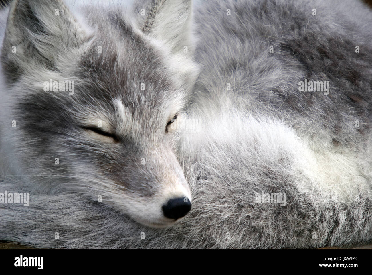 tierische arktischen Tierwelt Fuchs weiß Tier Säugetier arktischen Pelz Wildtiere Fuchs Nord Stockfoto