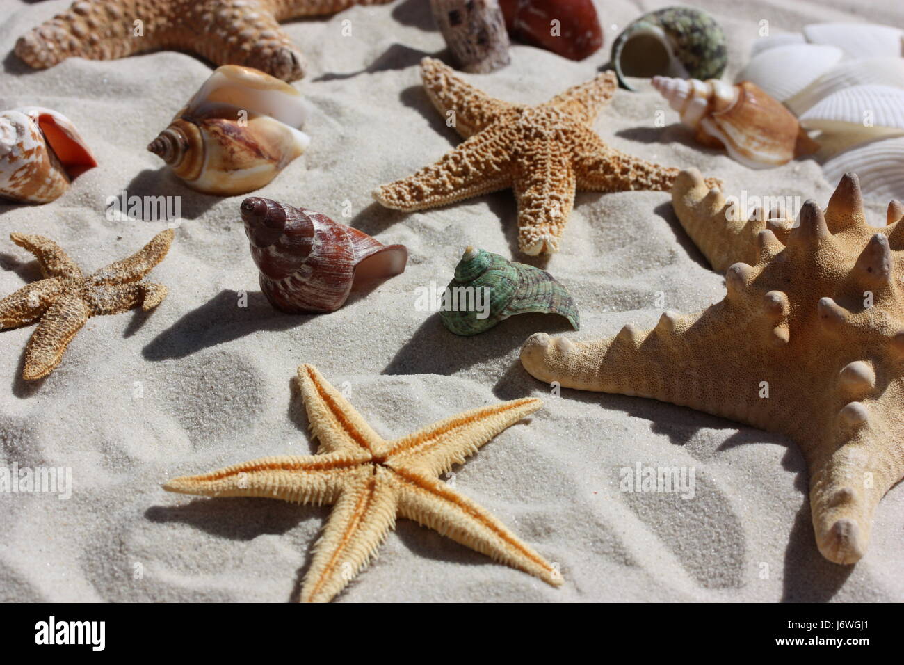 Seestern mit Muscheln und Schnecken Stockfoto