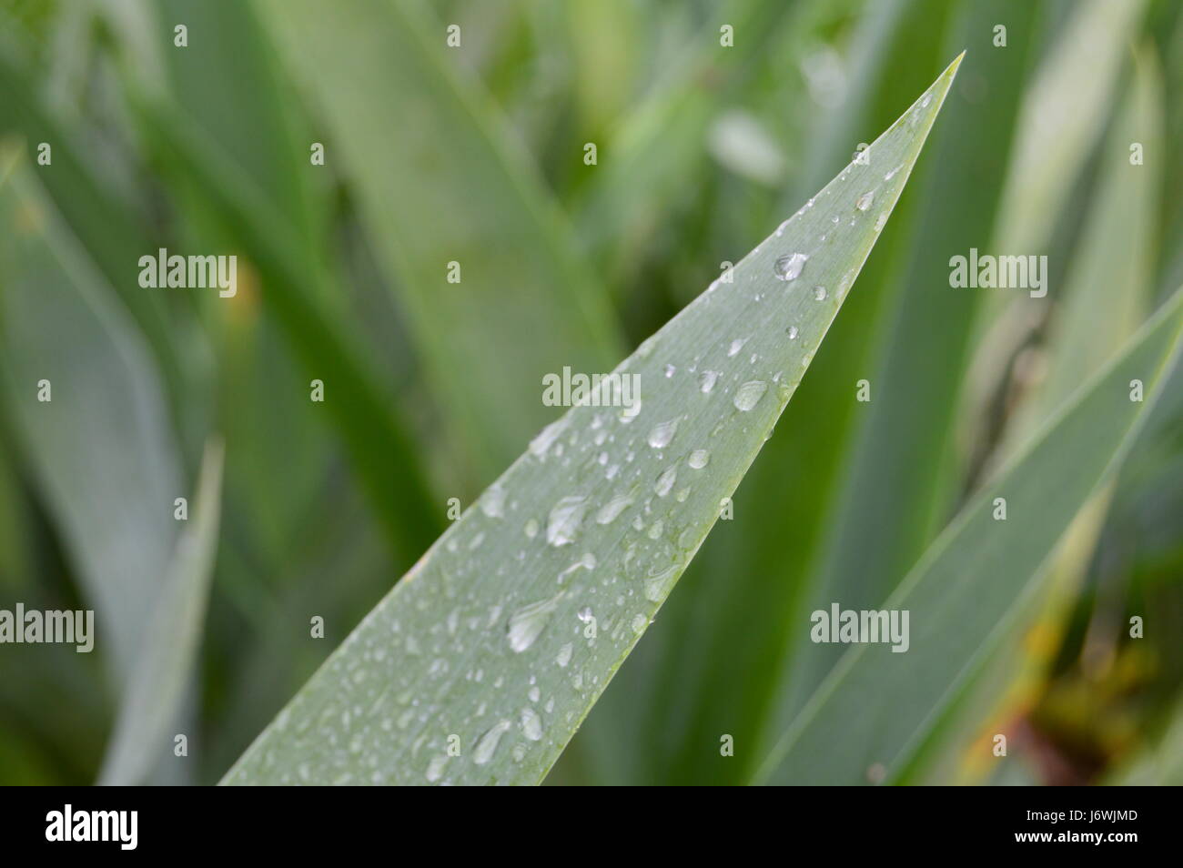 Wassertropfen auf eine Iris Blade Stockfoto