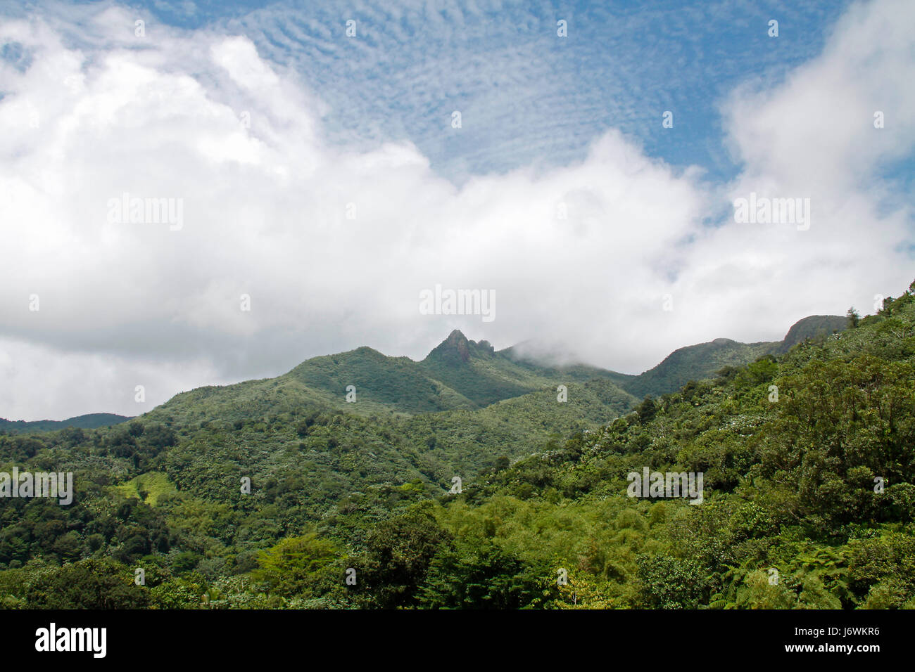 Puerto Rico el yunque Stockfoto