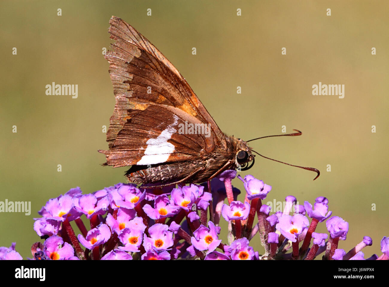 Blume Pflanze wild Butterfly Silver Spring Tierwelt Nachtfalter entdeckt schöne Stockfoto