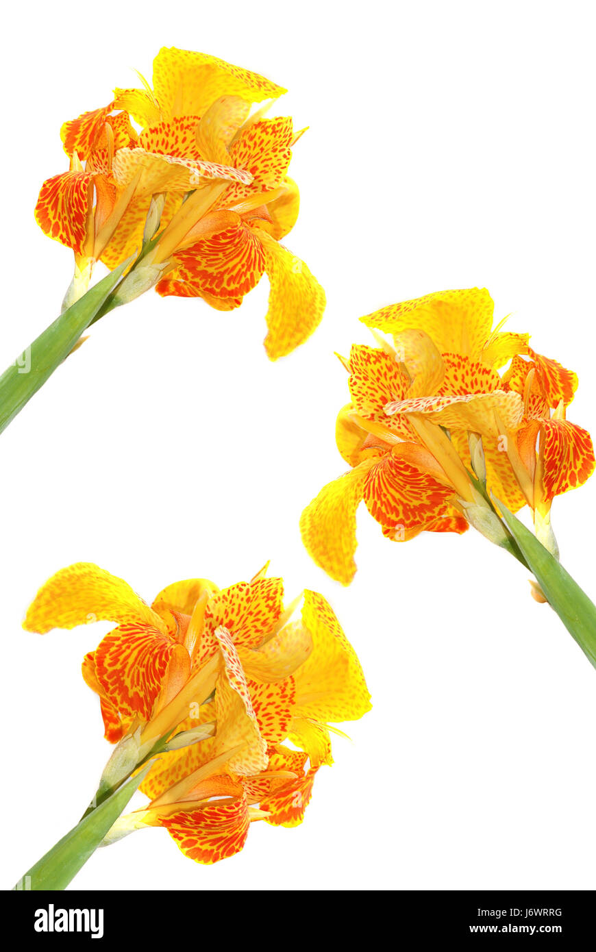 Three lilies Fotos und Bildmaterial in hoher Auflösung Alamy