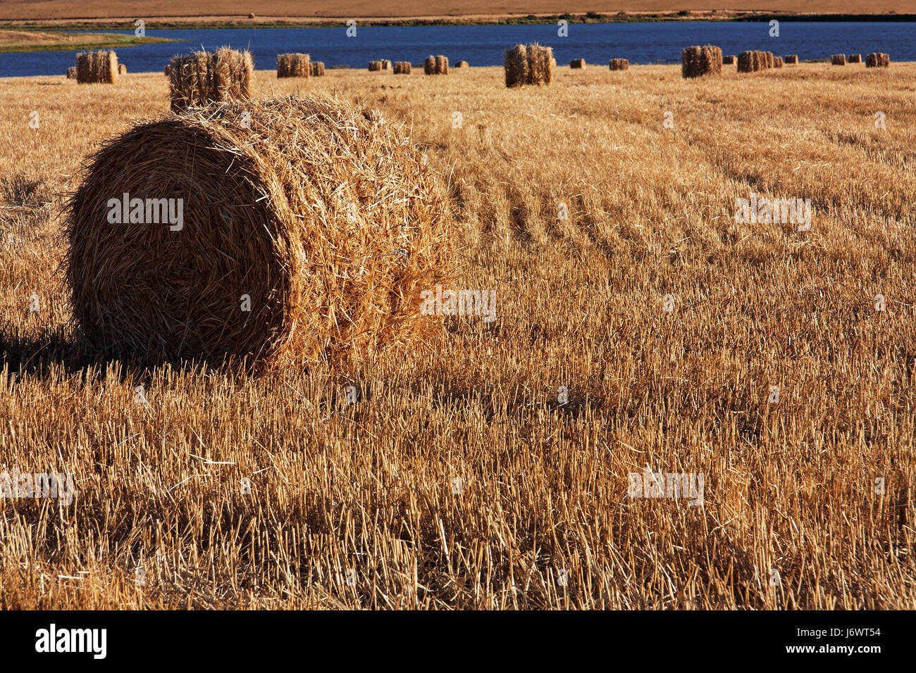 Stroh Stoppeln ländlichen Rasen grün Bauer Naturterrasse Horizont Feldblume Stockfoto