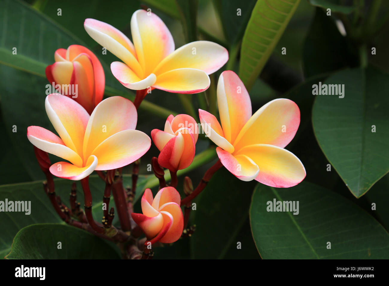 Lei Regenbogen Plumeria Blumen, Hawaii Stockfoto