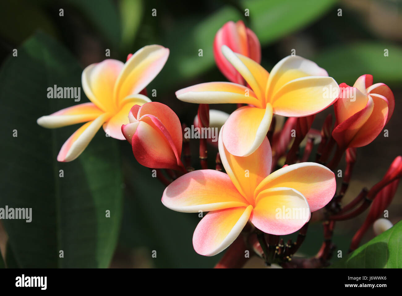 Lei Regenbogen Plumeria Blumen, Hawaii Stockfoto