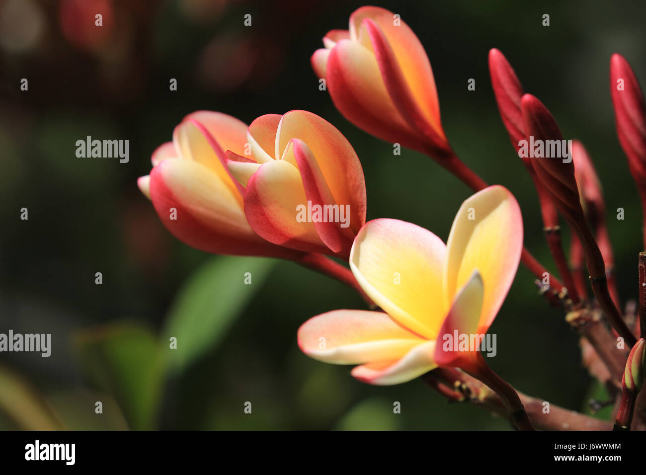 Lei Regenbogen Plumeria Blumen, Hawaii Stockfoto