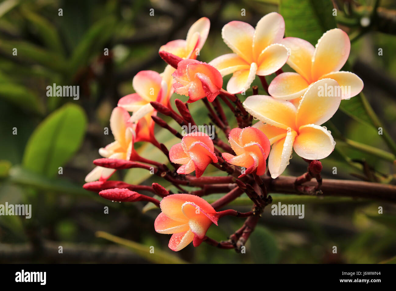 Lei Regenbogen Plumeria Blumen, Hawaii Stockfoto