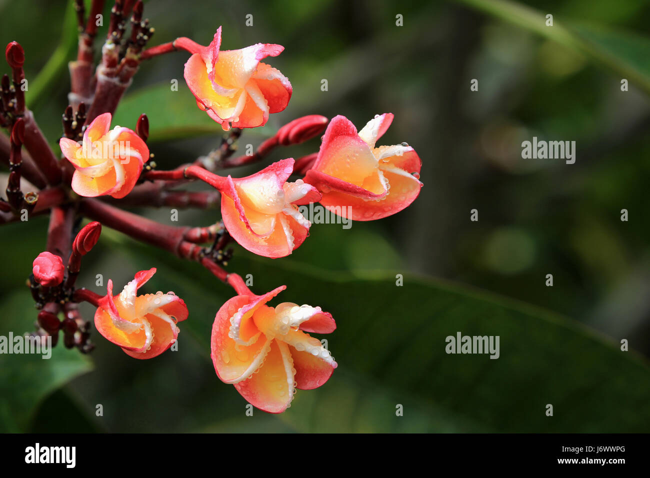 Lei Regenbogen Plumeria Knospen, Hawaii Stockfoto