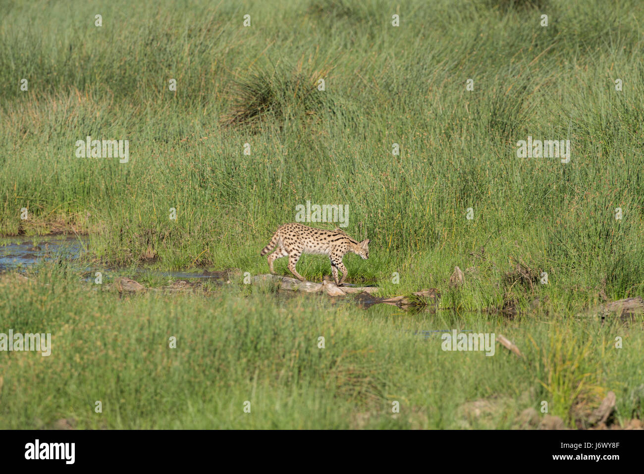 Serval, Tansania Stockfoto