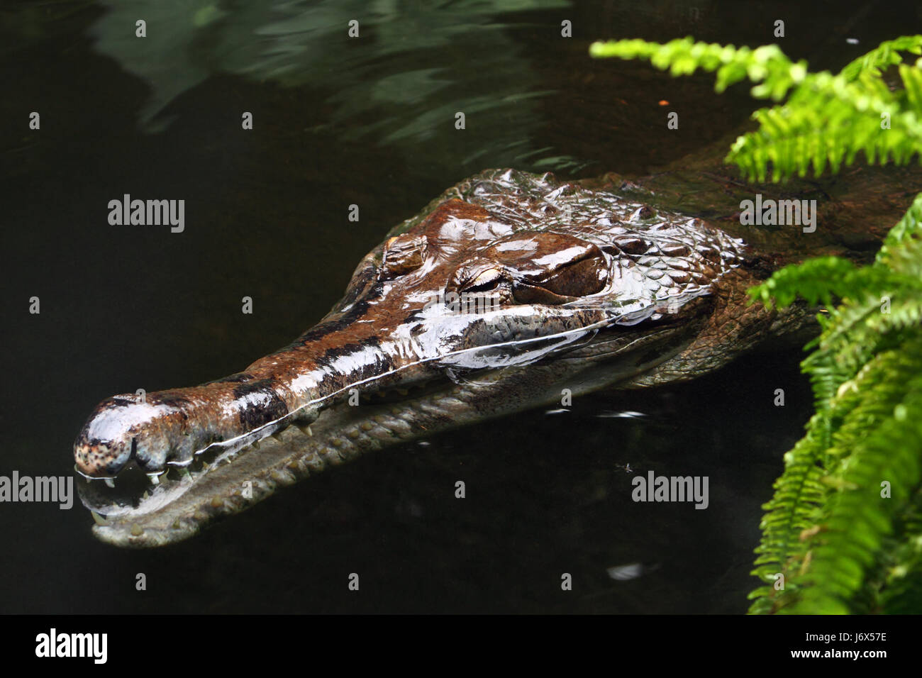 Fauna Krokodil Zoo Raubtier Wasser Gefahr große große enorme extrem leistungsfähige Stockfoto
