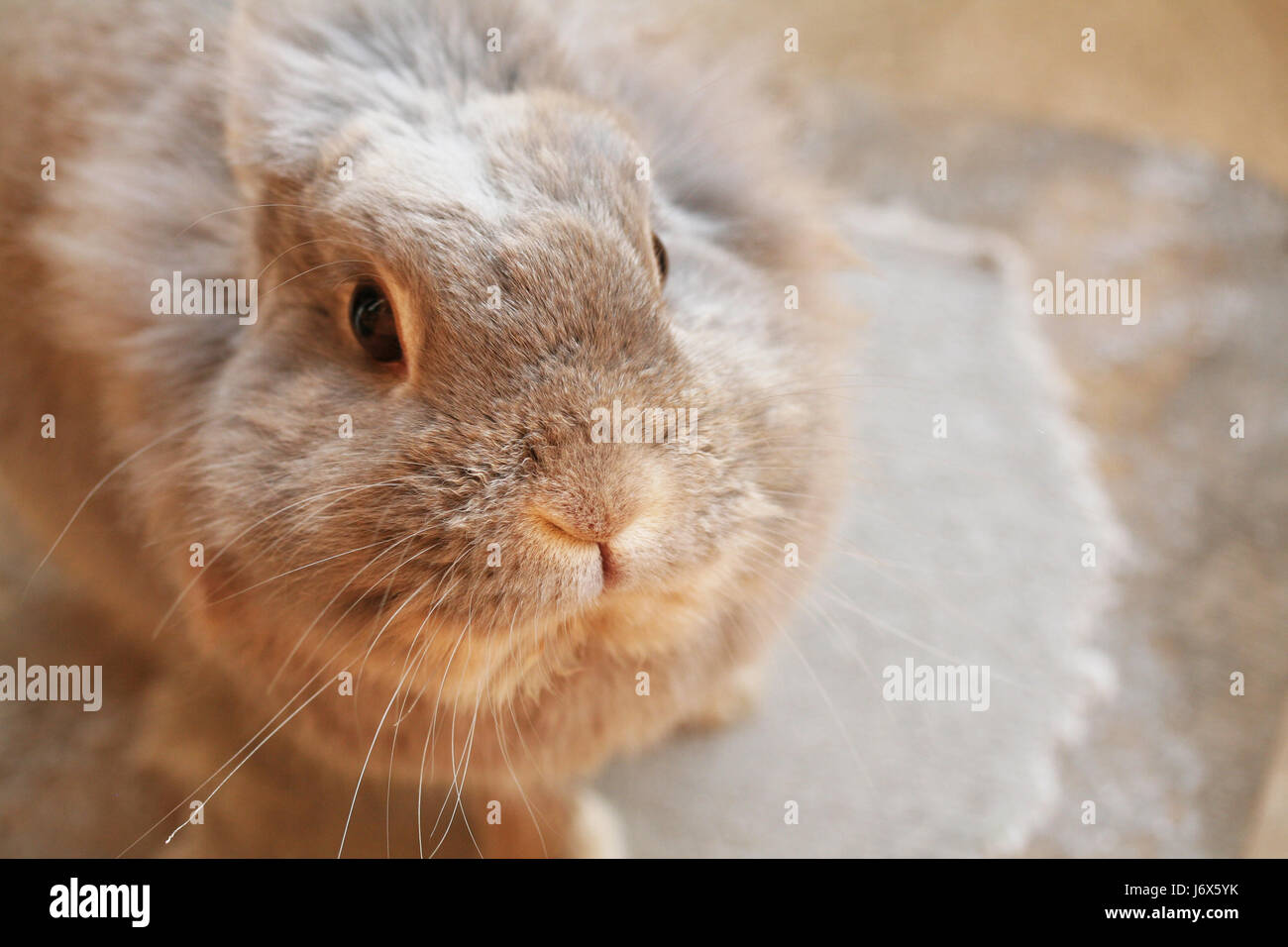 Tiere Haustier Kaninchen Hase Bunny Häschen gemütliche häusliche zum Verrücktwerden pert kokett Stockfoto