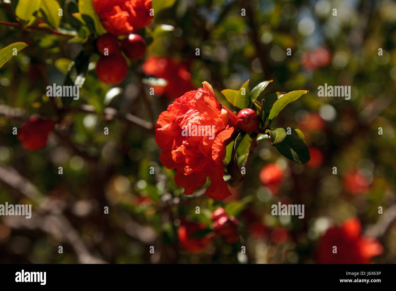 Granatapfelbaum Punica Granatum, blüht und trägt Früchte im Sommer Stockfoto