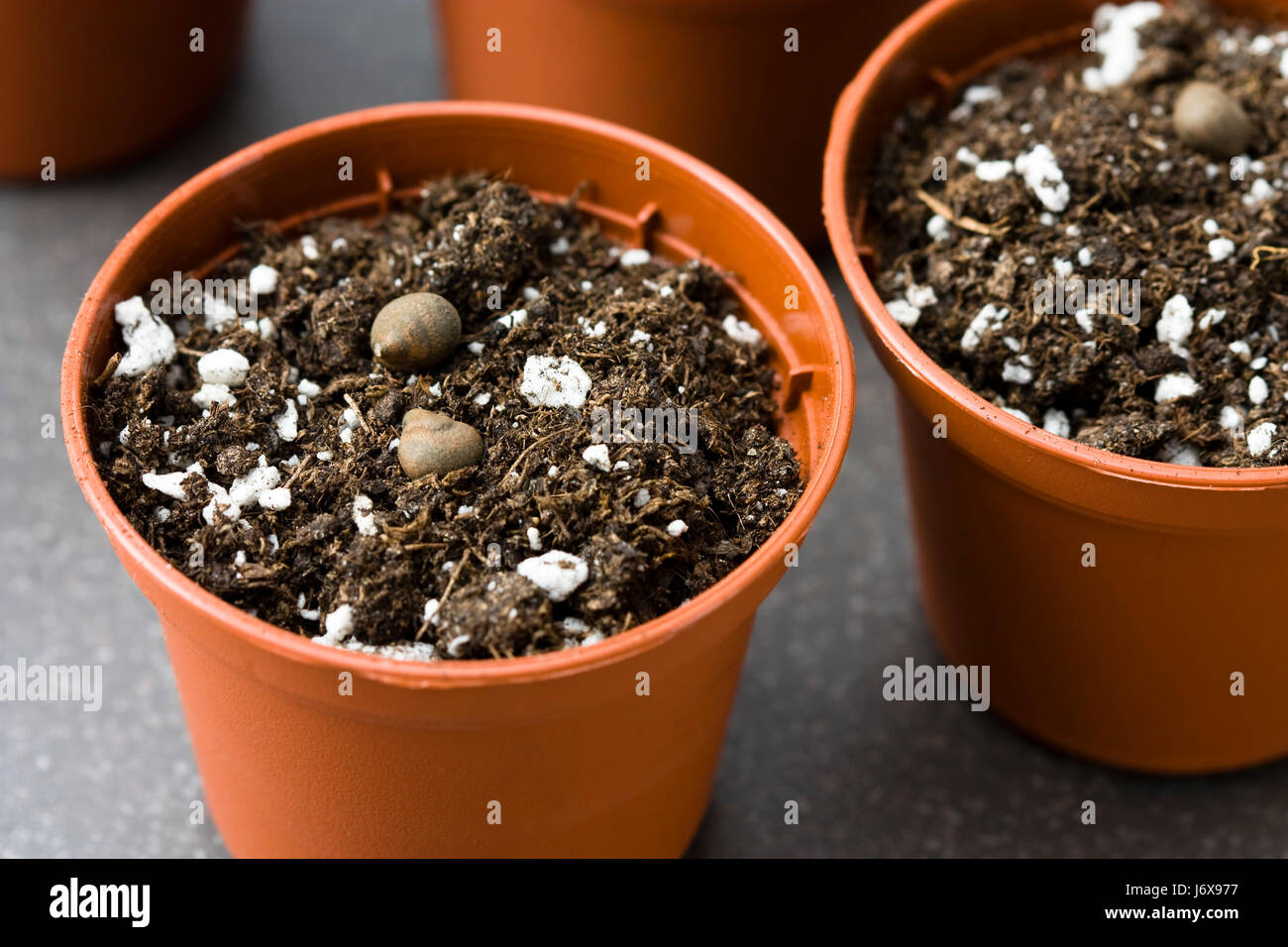 Sperma Blumentopf Topf Saatgut Mais Mutterboden Studio Fotografie Pflanze  Getreide Sperma Stockfotografie - Alamy
