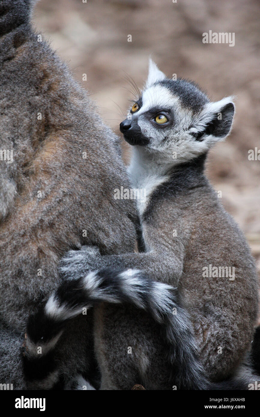 Kattababy ii Stockfoto