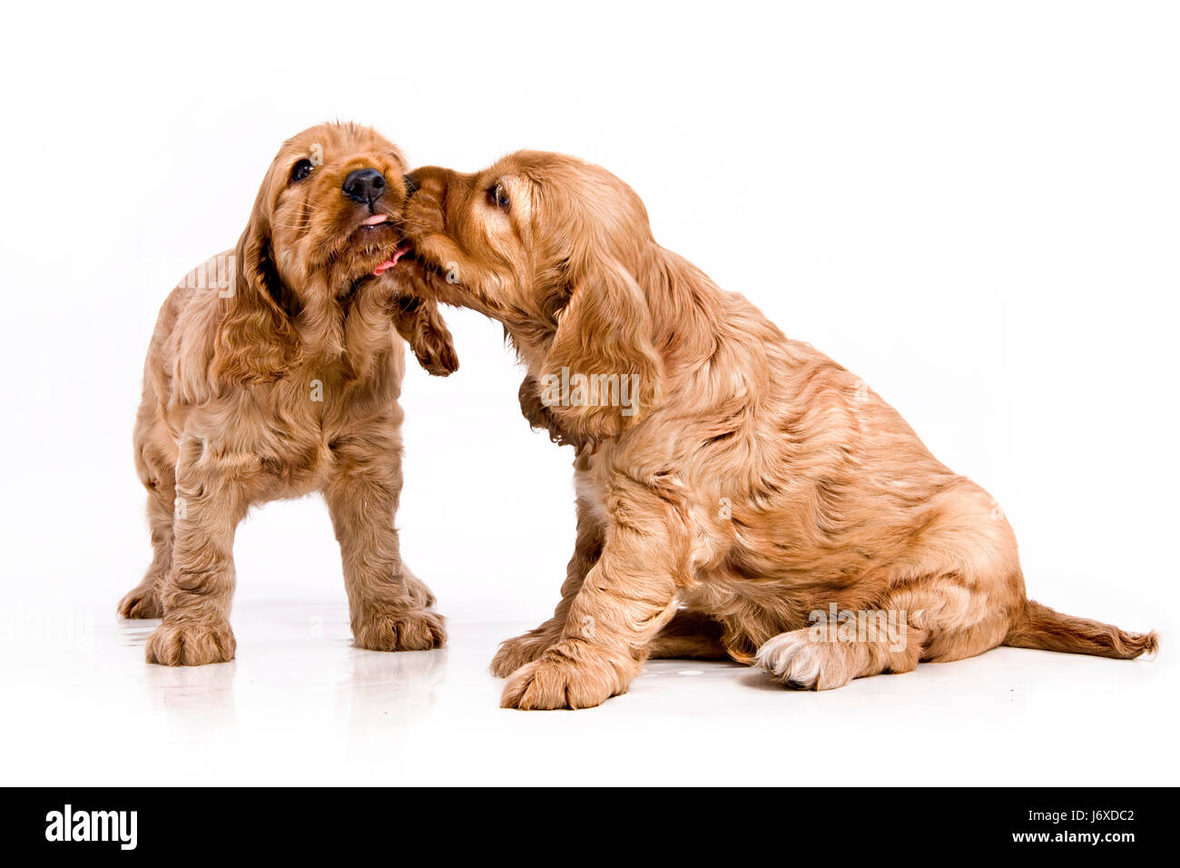 Liebe Welpen Stockfotos Und Bilder Kaufen Alamy