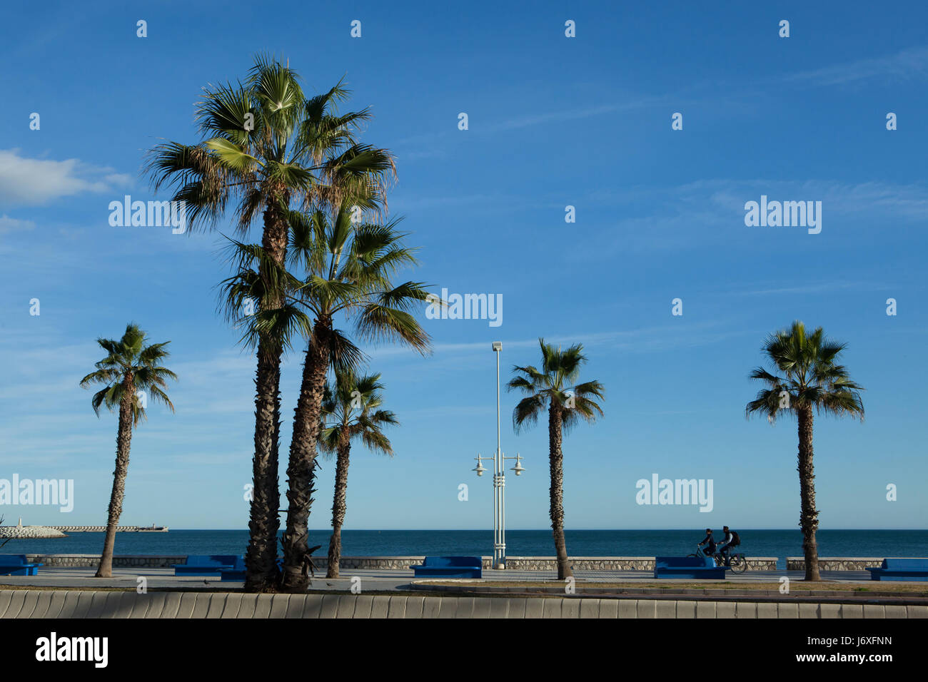 Palmen Sie am Meer in Malaga, Costa Del Sol, Andalusien, Spanien. Stockfoto