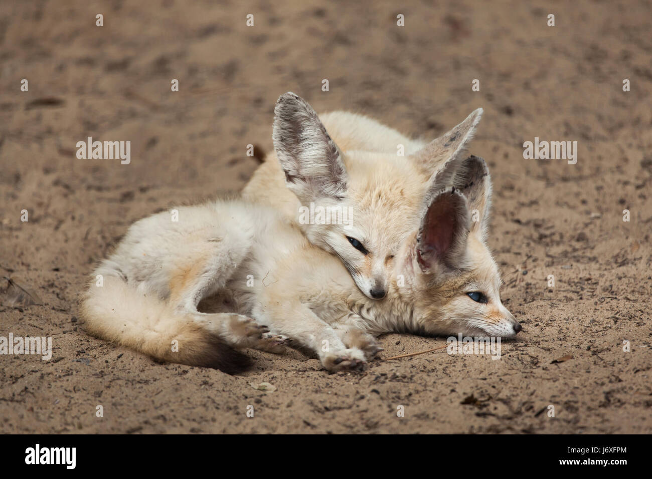 Fennec Füchse (Vulpes Zerda). Tierwelt Tier. Stockfoto