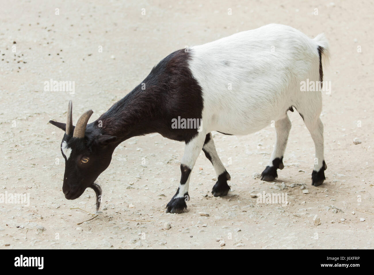 Hausziege (Capra Aegagrus Hircus). Nutztier. Stockfoto