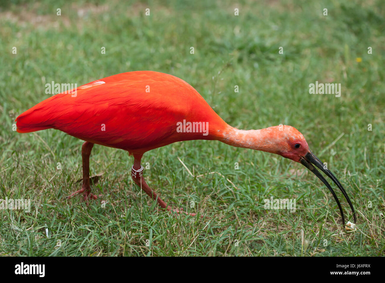 Scarlet Ibis (Eudocimus Ruber). Tierwelt Tier. Stockfoto