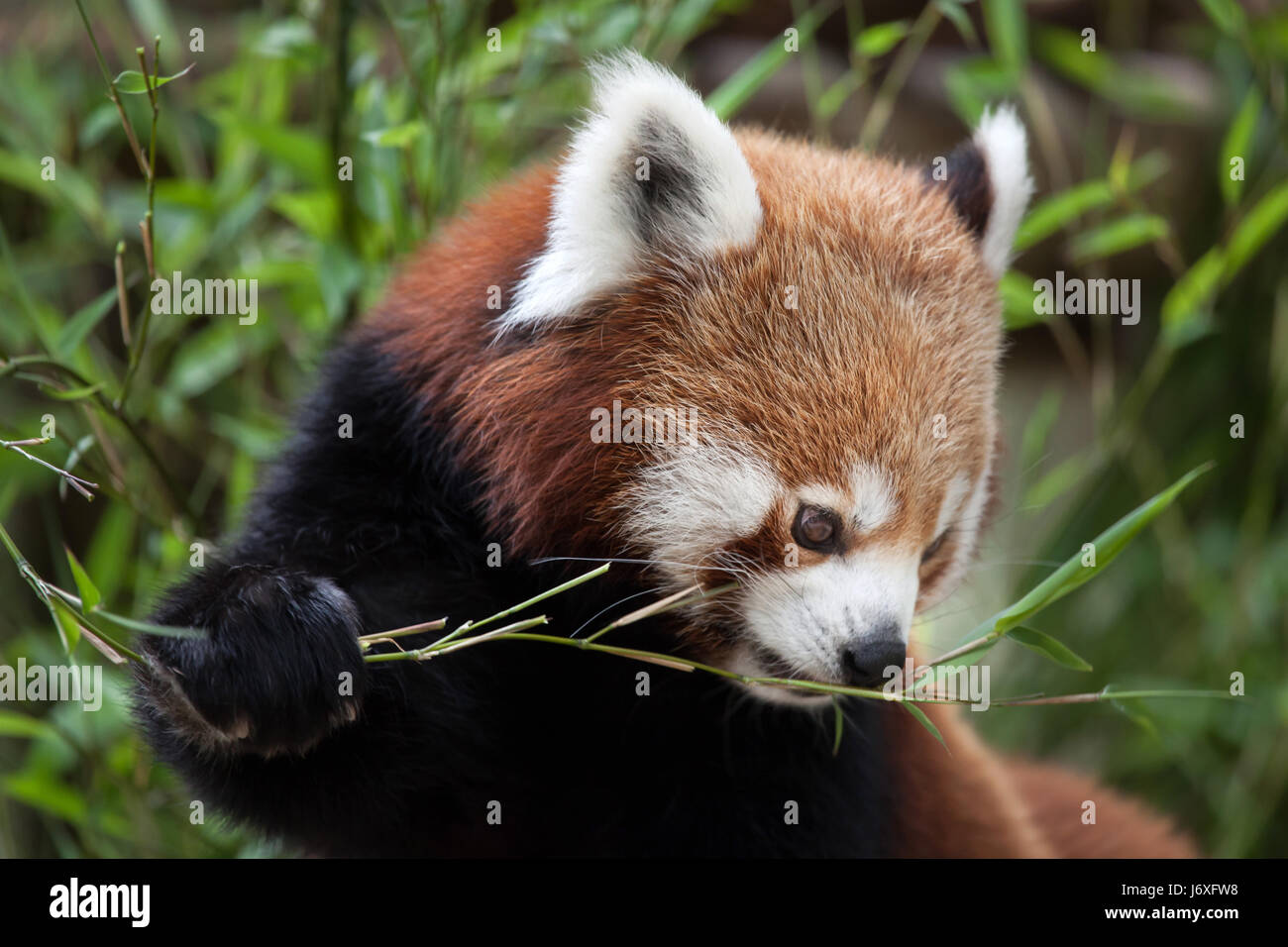 Westliche Katzenbär (Ailurus Fulgens Fulgens), auch bekannt als die nepalesischen roter Panda. Stockfoto