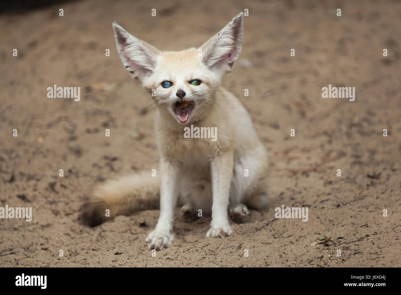 Fennec Fuchs (Vulpes Zerda). Tierwelt Tier. Stockfoto