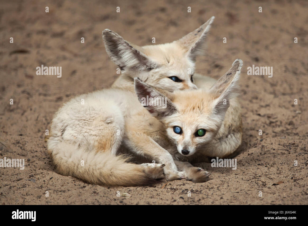 Fennec Füchse (Vulpes Zerda). Tierwelt Tier. Stockfoto