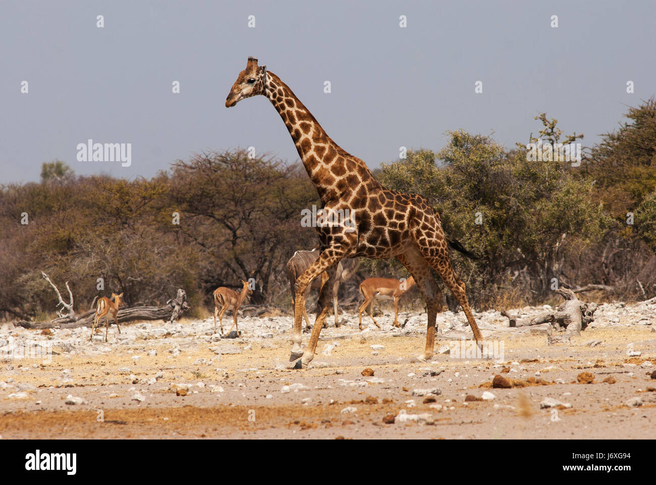 Giraffe mit Chudob Wasserloch, Etosha Nationalpark, Namibia Stockfoto