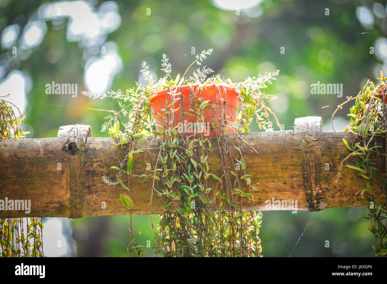 Pflanze im Topf Stockfoto