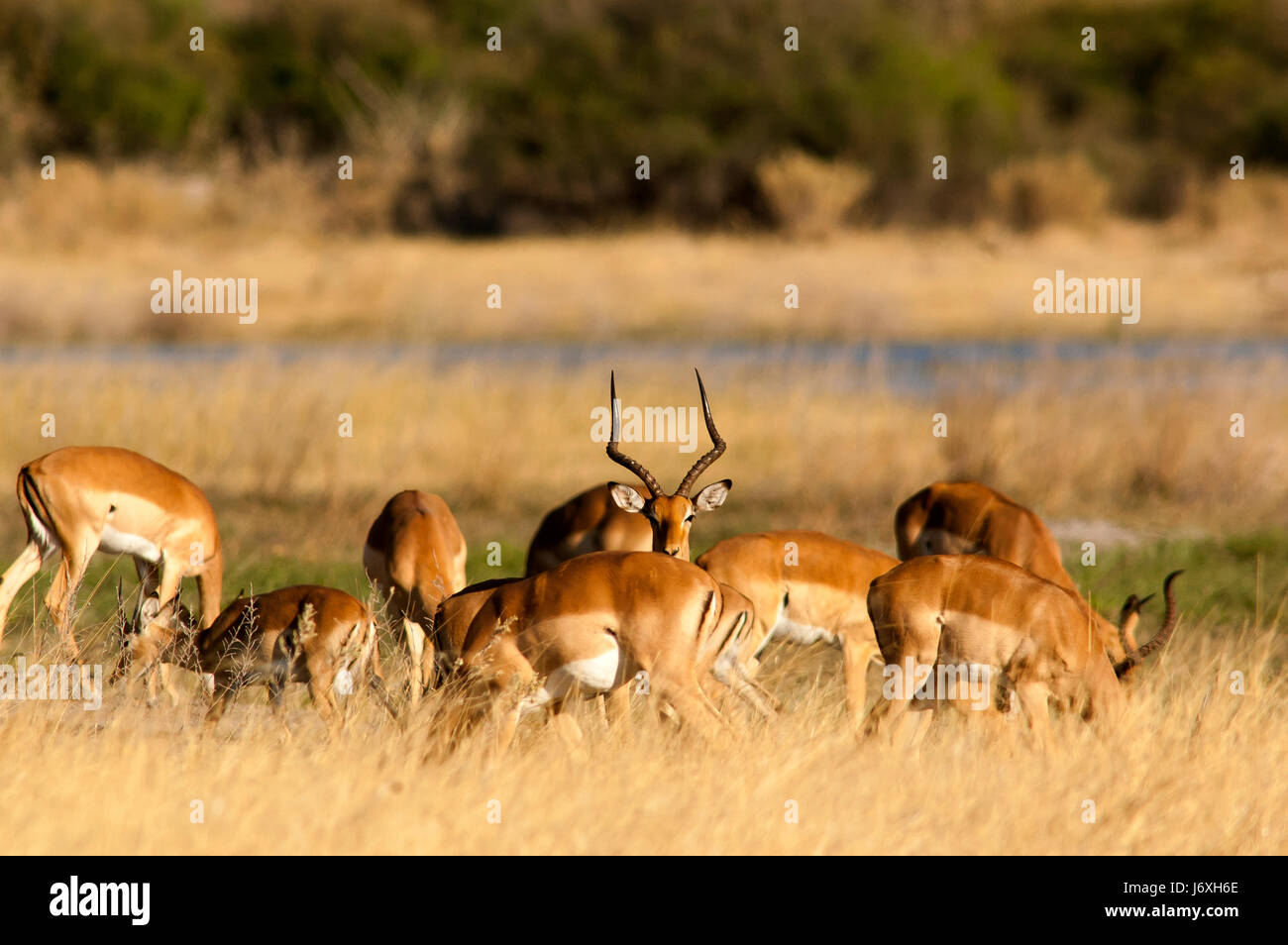 Herde von Impalas in Central Kalahari Game Reserve in Botswana Stockfoto