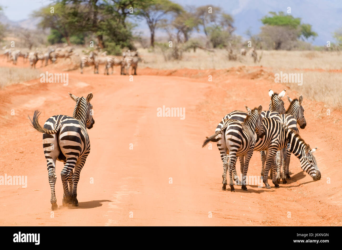 Urlaub Urlaub Urlaub Urlaub Afrika Steppe Zebra Safari Zebras Urlaub Stockfoto