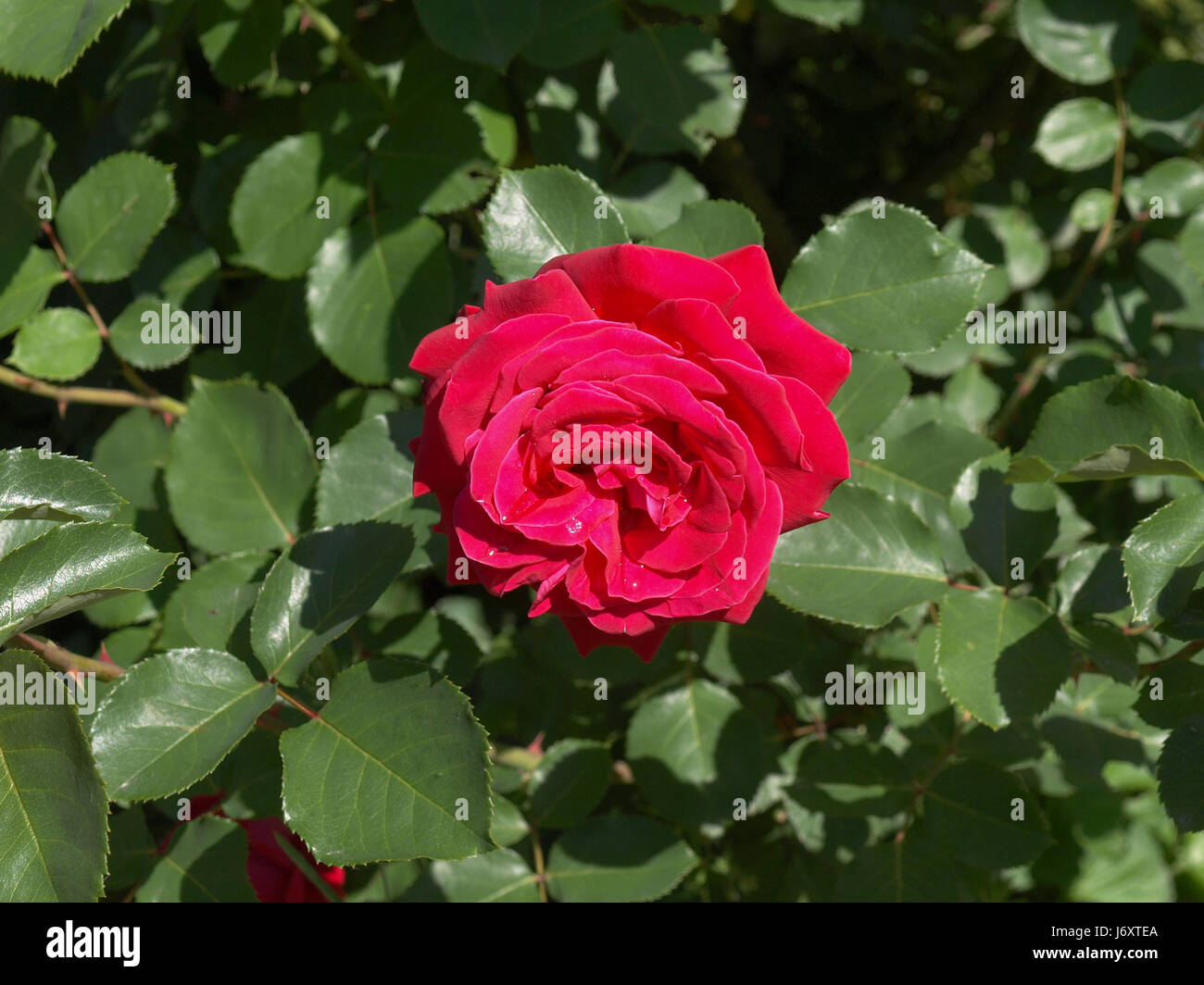 Blume rot Rosenblatt Baum Blume Pflanze rose verlässt lila Busch Strauch  Stockfotografie - Alamy