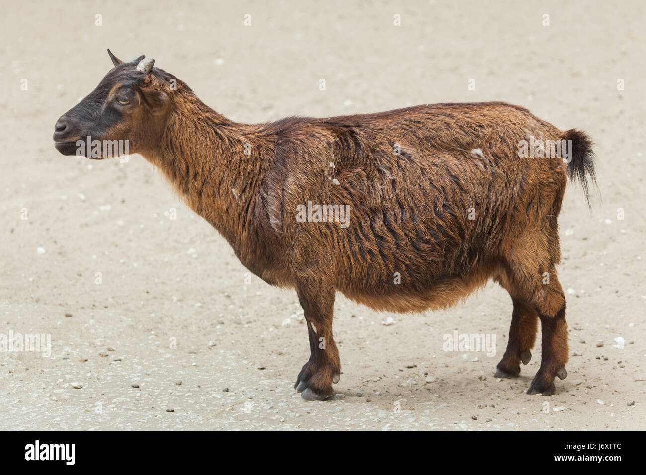 Hausziege (Capra Aegagrus Hircus). Nutztier. Stockfoto