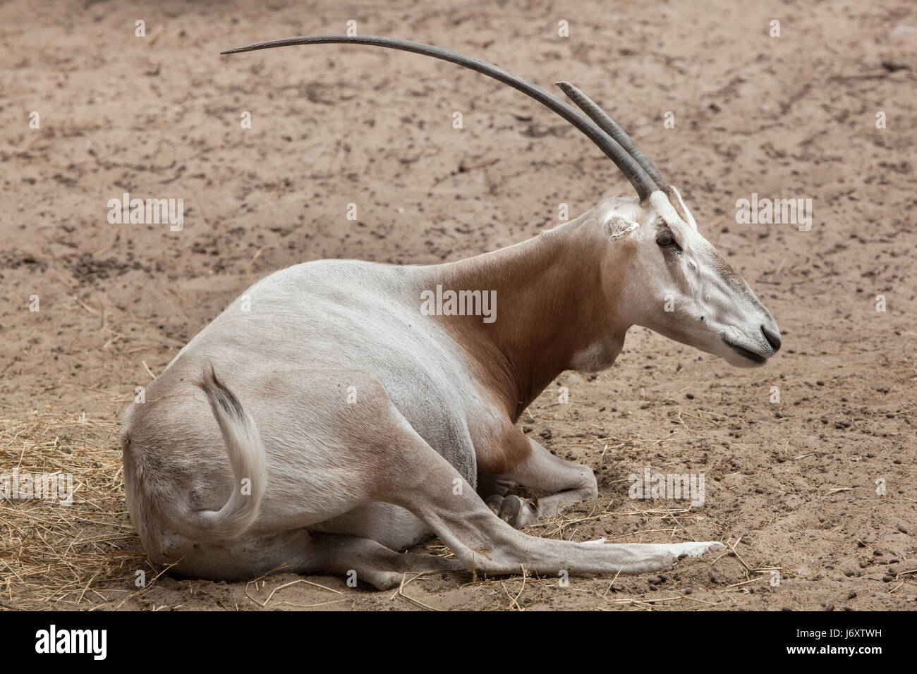 Krummsäbel Oryx (Oryx Dammah), auch bekannt als die Sahara Oryx oder Scimitar-horned Oryx-Antilopen. Stockfoto