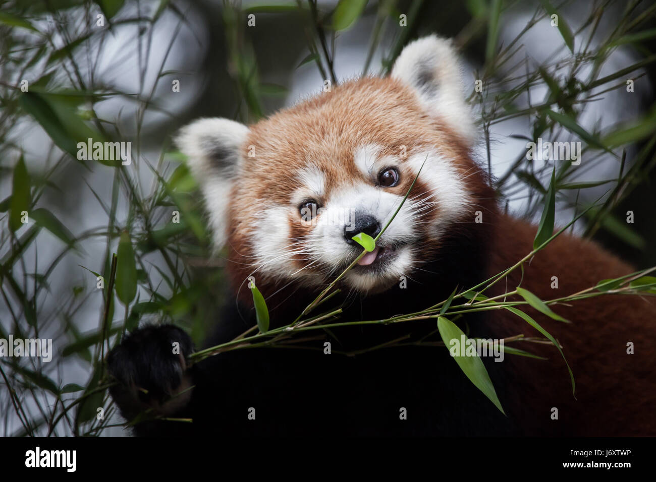 Westliche Katzenbär (Ailurus Fulgens Fulgens), auch bekannt als die nepalesischen roter Panda. Stockfoto