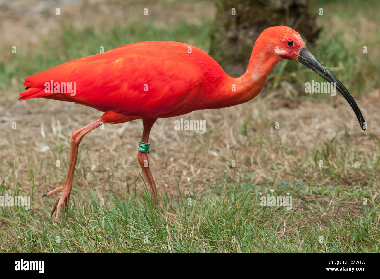 Scarlet Ibis (Eudocimus Ruber). Tierwelt Tier. Stockfoto