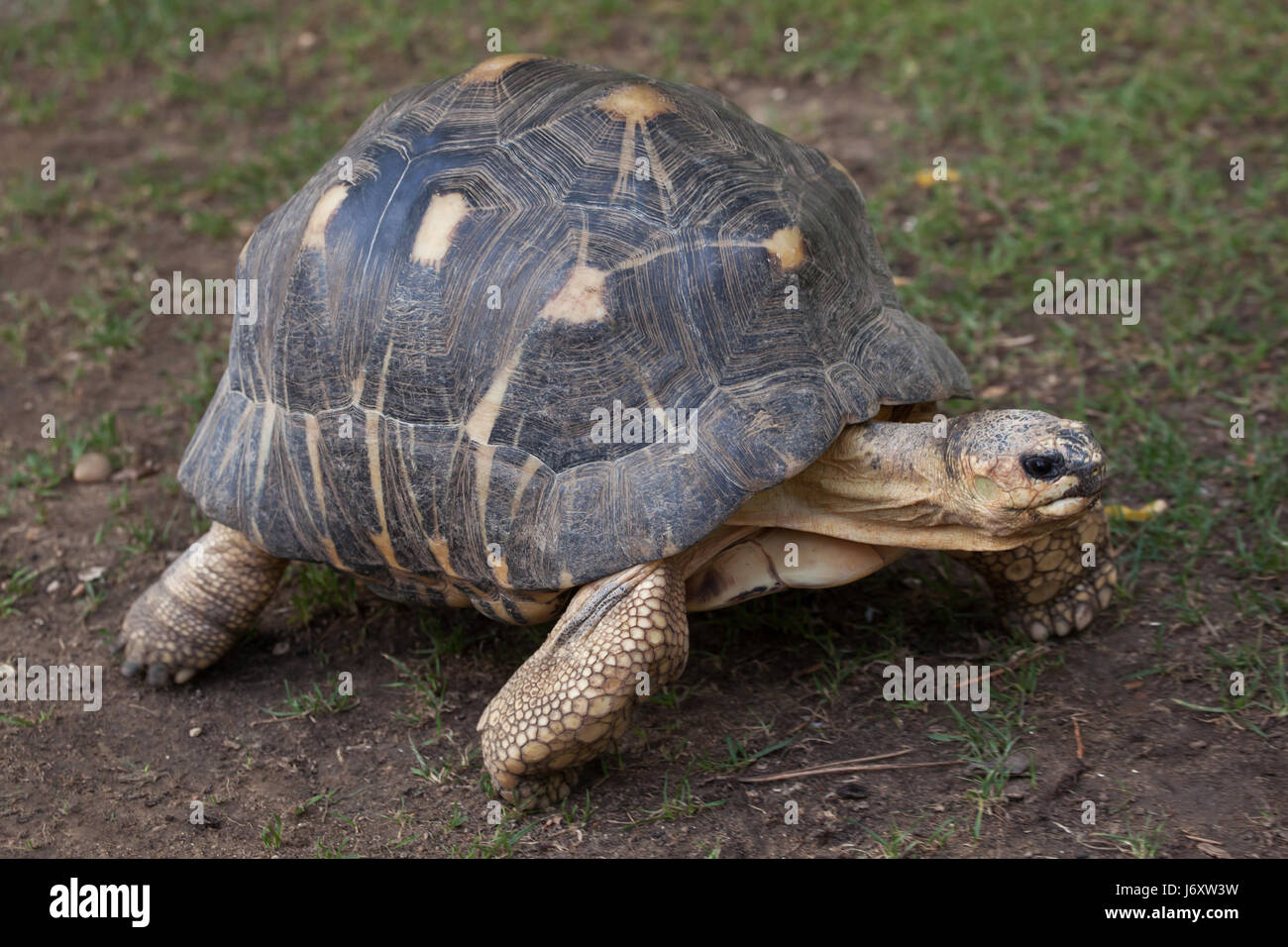 Ausgestorbene Schildkröte (Astrochelys Radiata). Tierwelt Tier. Stockfoto