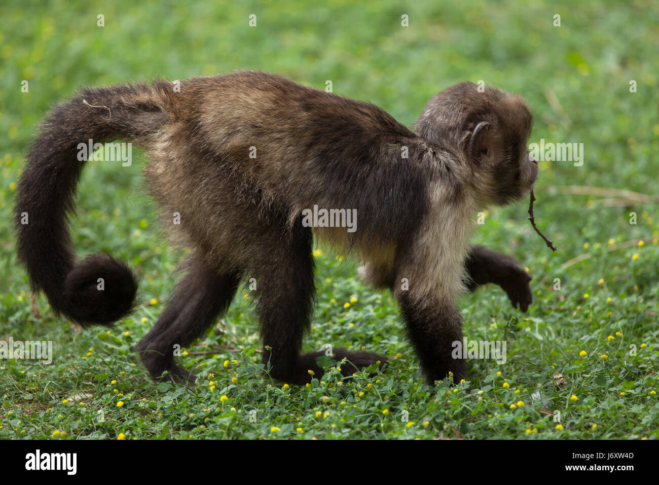 Golden-bellied Kapuziner (Sapajus Xanthosternos), auch bekannt als die gelbe-breasted Kapuziner. Stockfoto