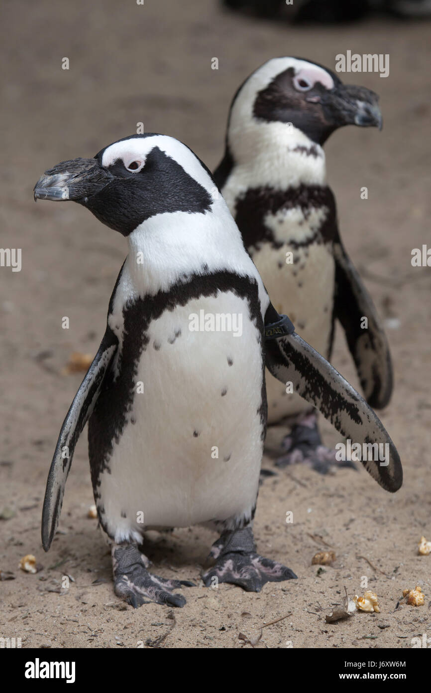Afrikanische Pinguin (Spheniscus Demersus), auch bekannt als die Jackass Penguin oder Black-footed Pinguin. Stockfoto