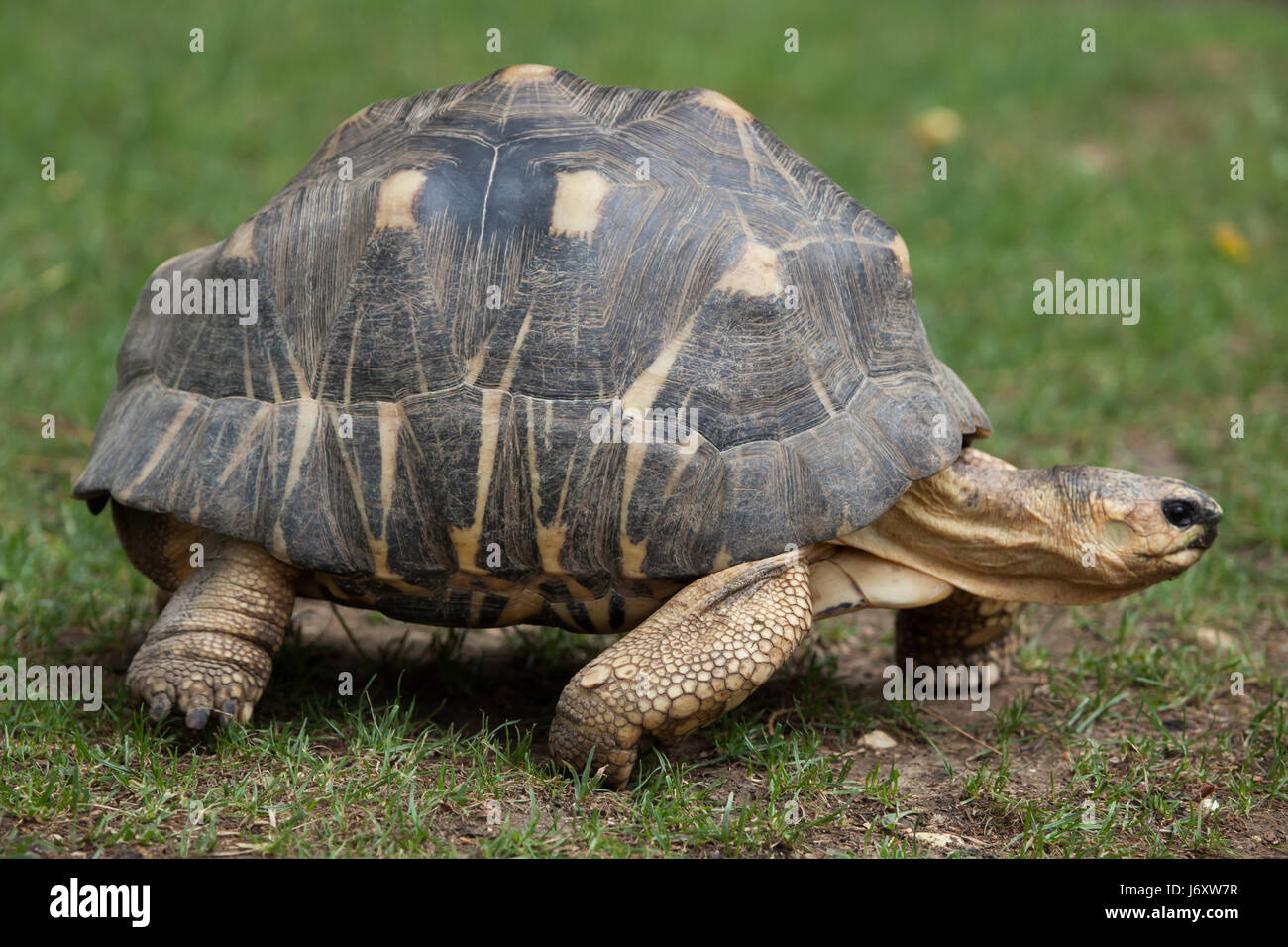 Ausgestorbene Schildkröte (Astrochelys Radiata). Tierwelt Tier. Stockfoto
