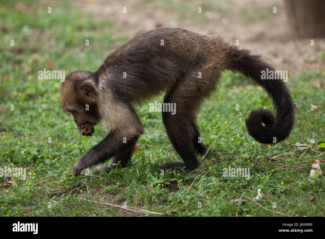 Golden-bellied Kapuziner (Sapajus Xanthosternos), auch bekannt als die gelbe-breasted Kapuziner. Stockfoto