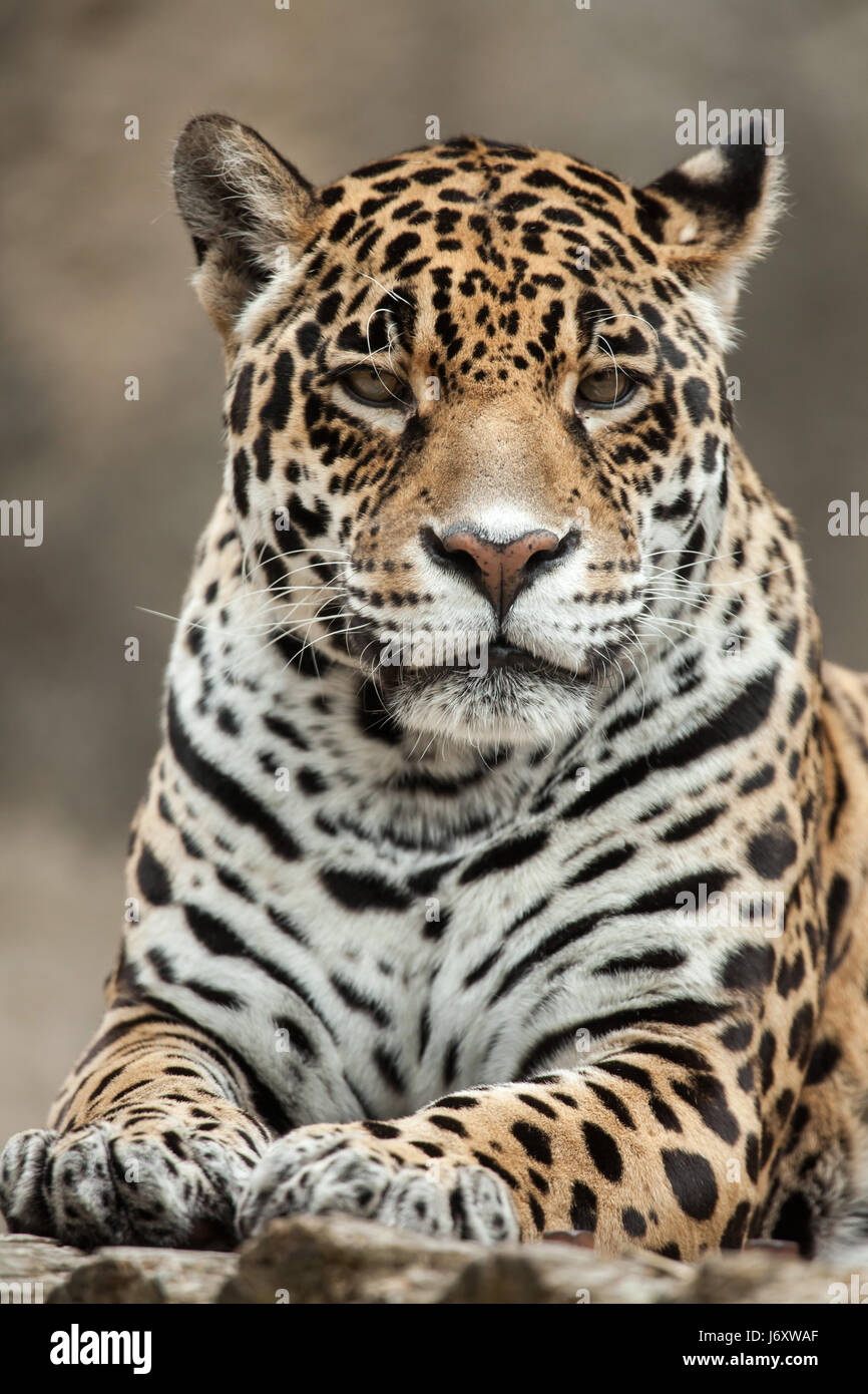 Jaguar (Panthera Onca). Tierwelt Tier. Stockfoto