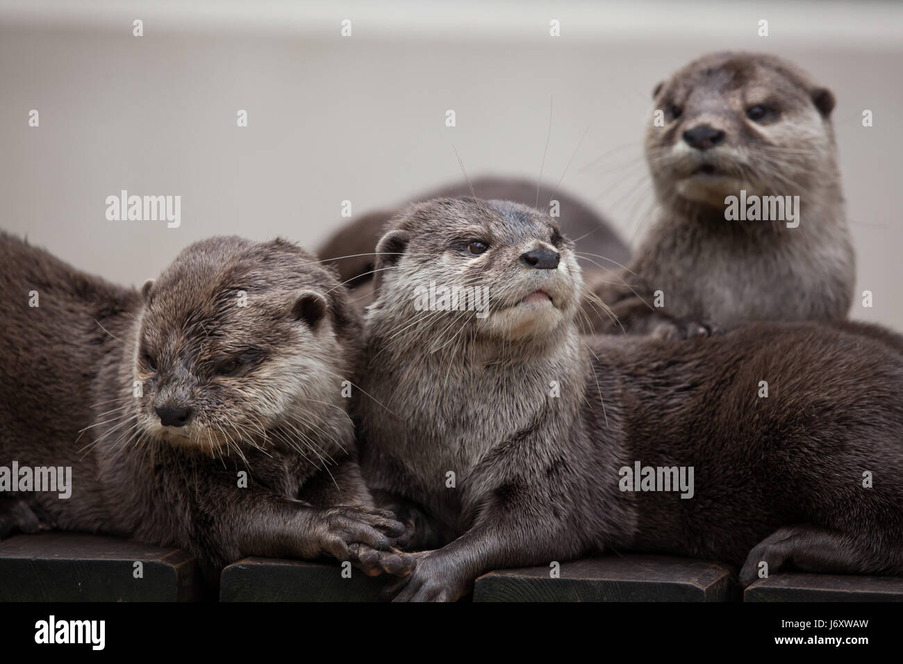 Orientalische kleine krallte Otter (Amblonyx Cinereus), auch bekannt als der asiatische kleine krallte Otter. Stockfoto