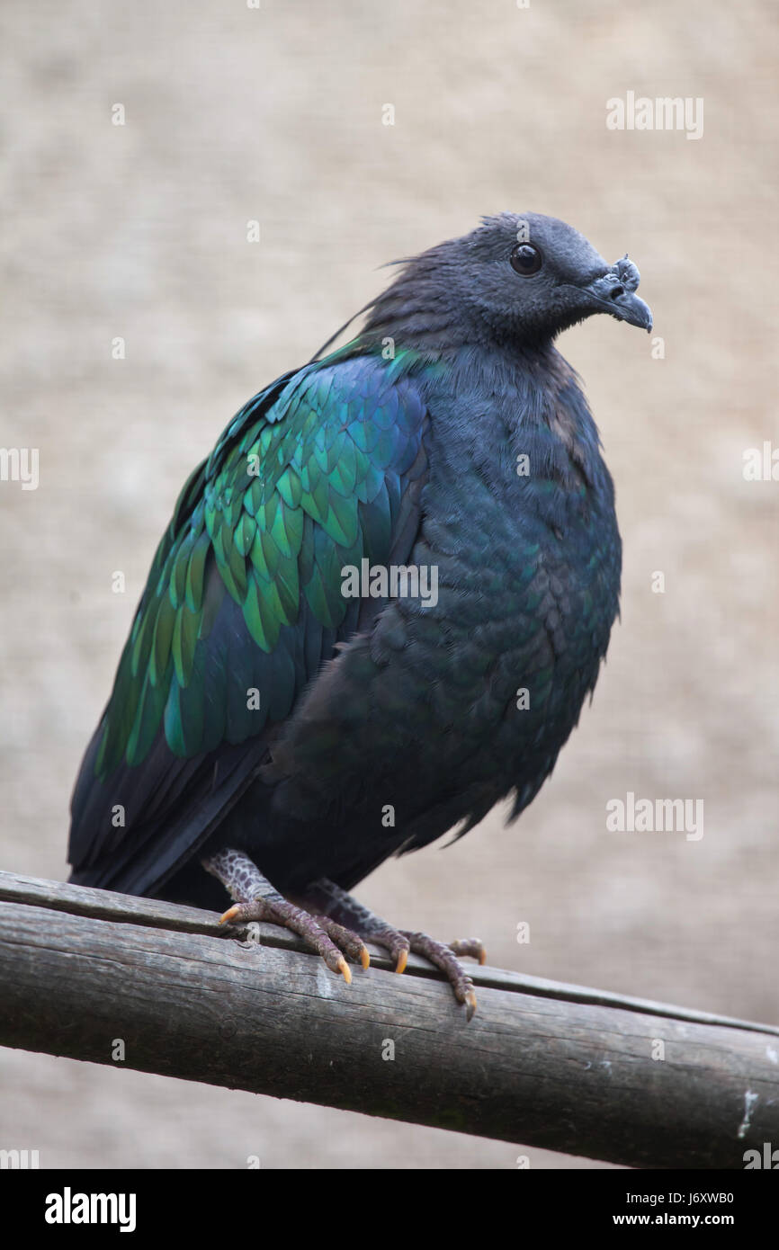 Nicobar Taube (Caloenas Nicobarica). Tierwelt Tier. Stockfoto