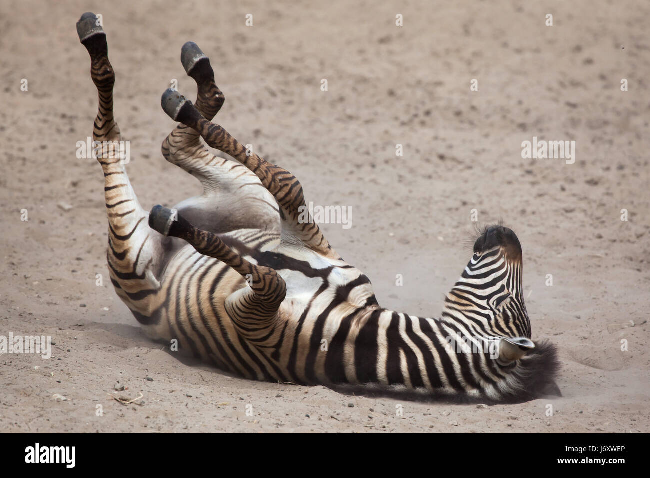 Chapman Zebra (Equus Quagga Chapmani) Rollen in den Staub. Stockfoto