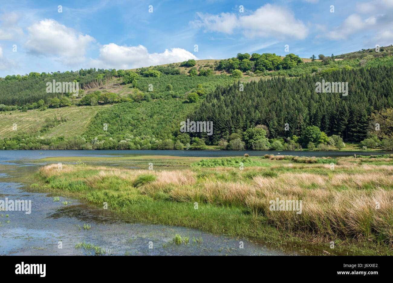 Talybont Stausee Naturschutzgebiet Brecon Beacons National Park Wales Stockfoto