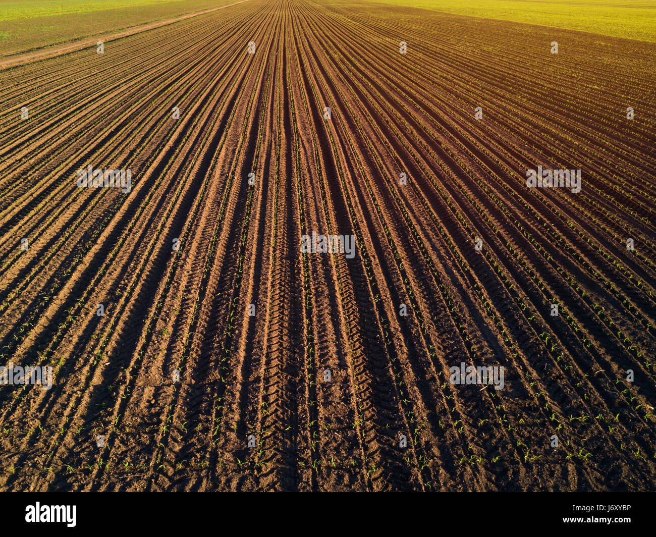 Luftaufnahme des angebauten Mais Furchen, Mais ernten im Feld Drohne pov Stockfoto